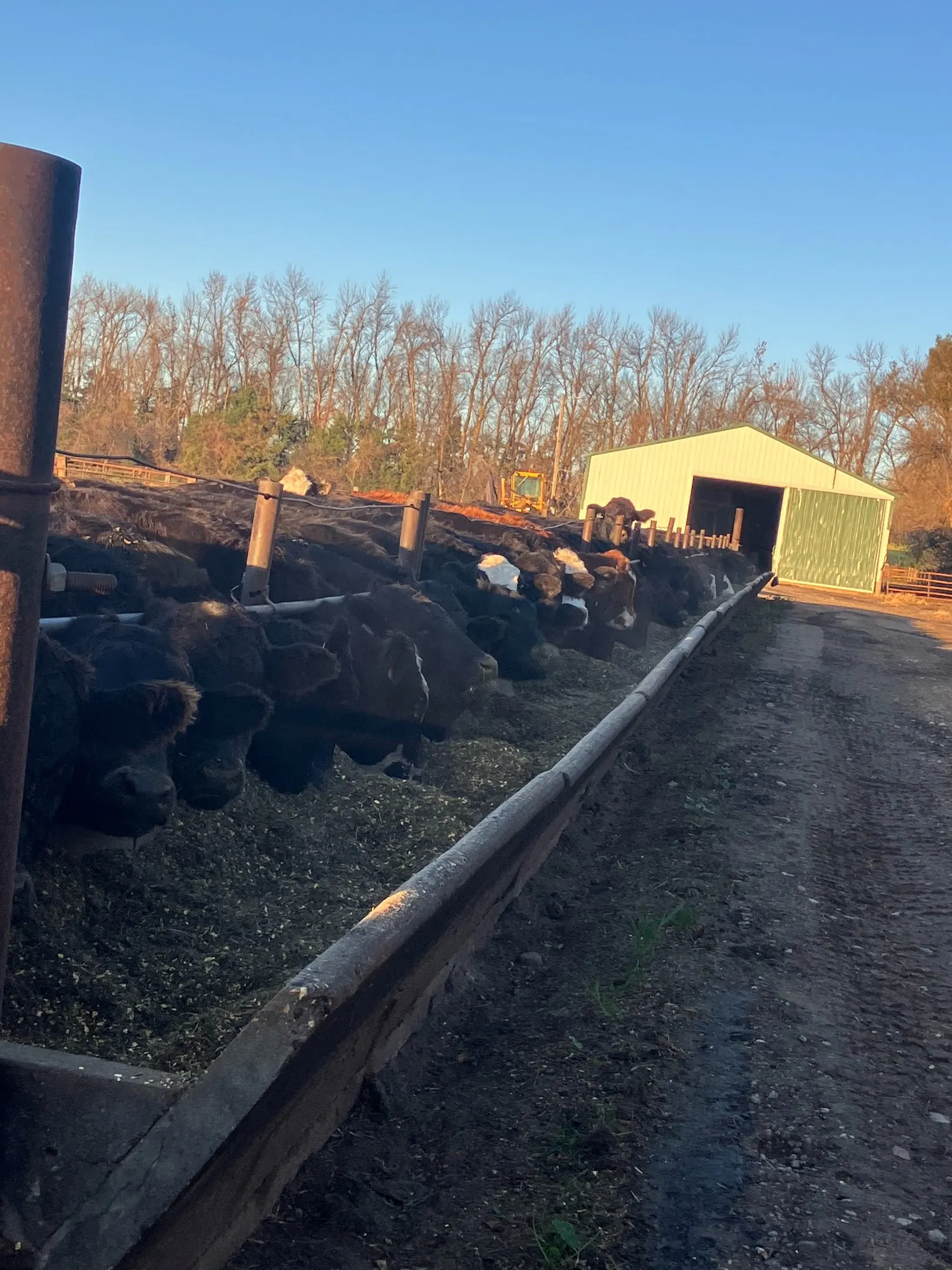 Cattle feeding at the trough — grain sourced through Canby Farmers Grain